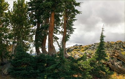 Tree Stages