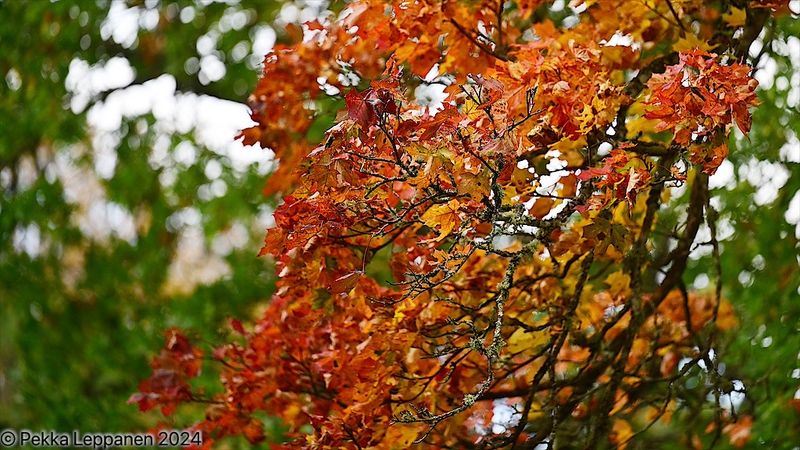 Autumn leaves II