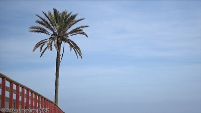 The palm by the boardwalk revisited