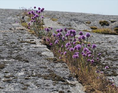 Chives in a crack of a rock