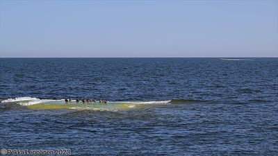 Eiders on a skerry