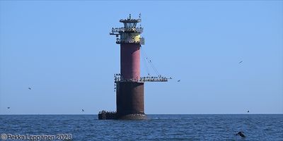 Cormorans at Tallinnamadal lighthouse