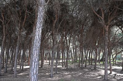 Pinja forest