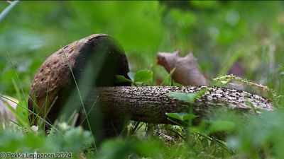 Mushrooms / fallen