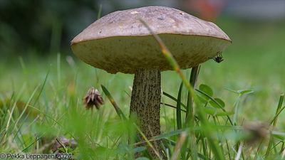 Mushrooms / fly