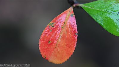 September