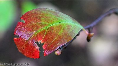 Autumn leaf