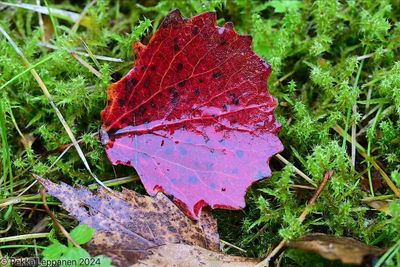 Autumn leaf II