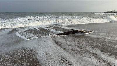 Driftwood