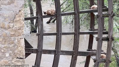 Just cats hanging out in abandoned water mill blocked by flooding Rio Guadalguivir