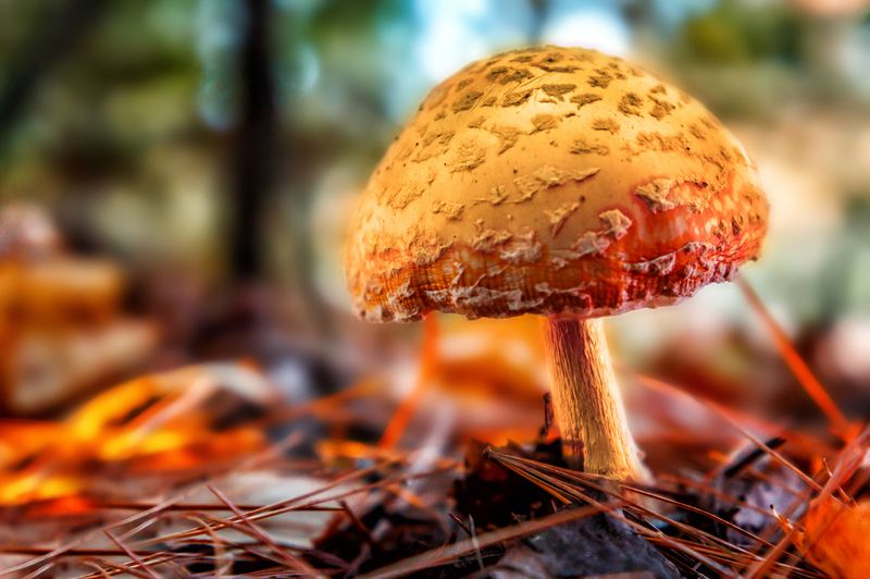 champignons__mushrooms