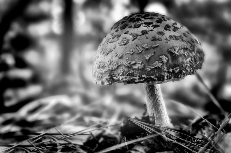 g13/43/534543/2/174584273.d4df99ca.JPEG