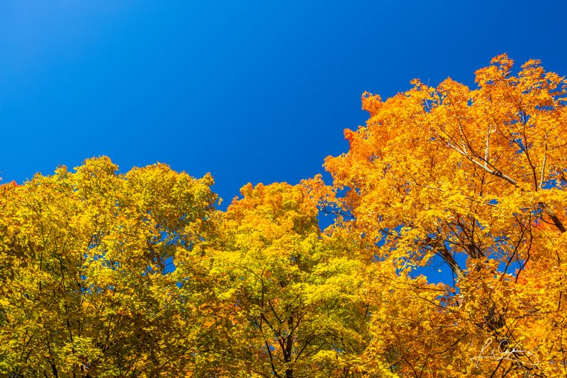 Couleurs d'automne  Qc Canada