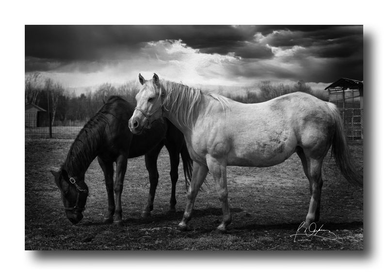 Mes photos en noir et blanc