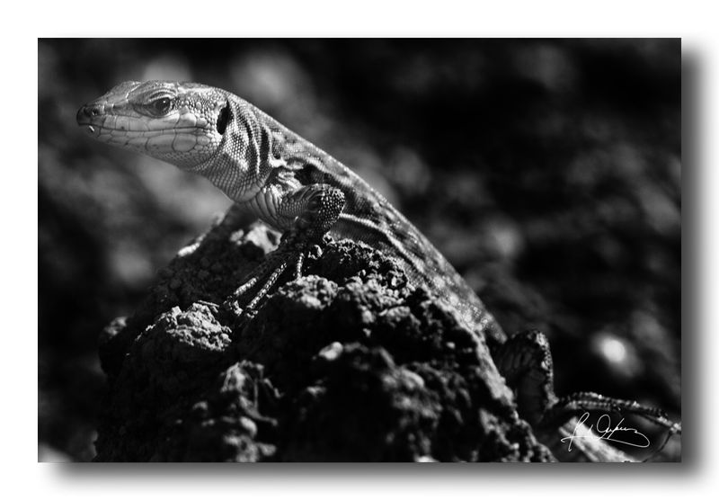 Mes photos en noir et blanc