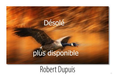 no 132_p_plus disponible.jpg