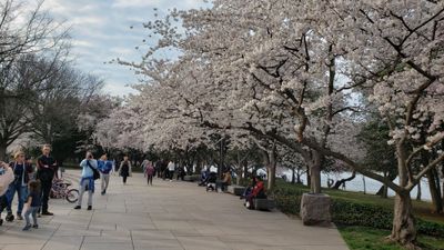 20230322_Cherry Blossom Festival