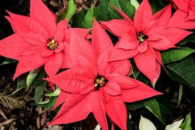 Ginny's nice poinsettia photo