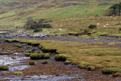 Loch Ainort