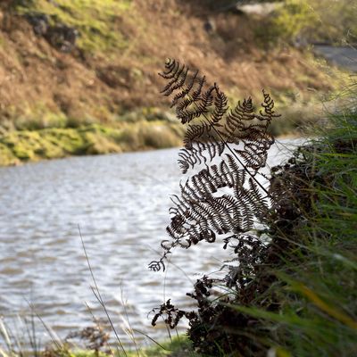 Fairy Glen