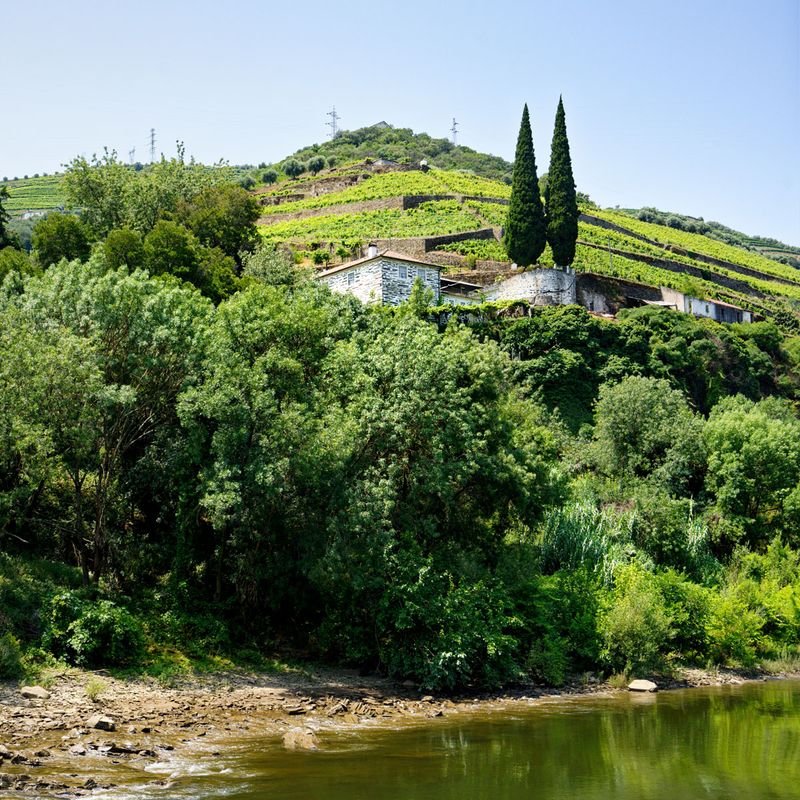 Vire sur le Dourode Regua  Pinho