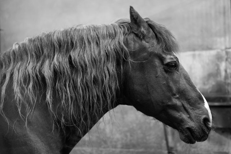 Au haras de Lamballe