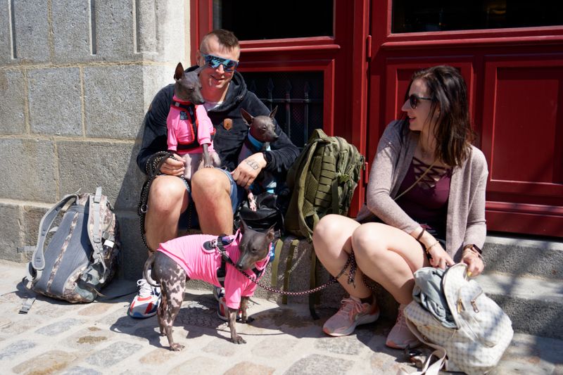 Au Mont Saint-MichelChiens nusHairless American terrier ?