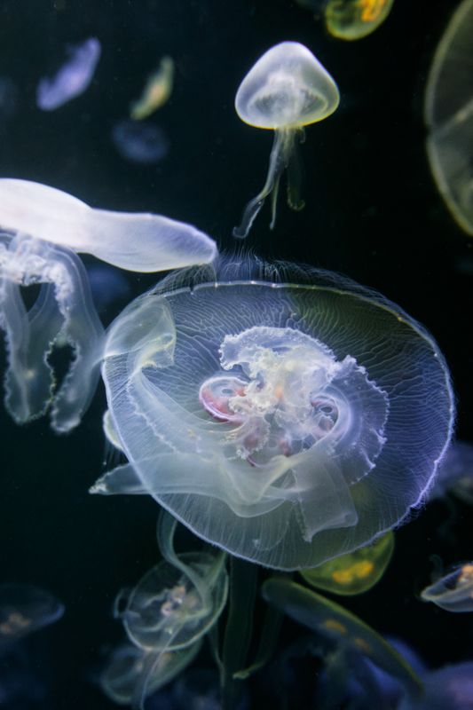 BrestA Ocanopolis