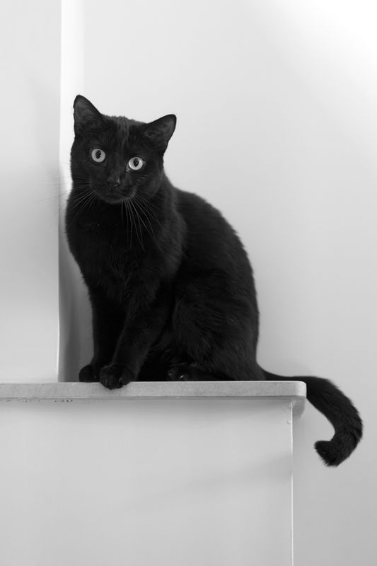 Monsieur Pouic
