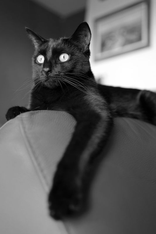 Monsieur Pouic