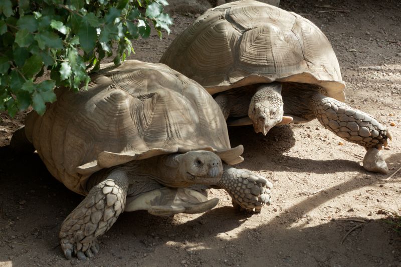 A CupulattaParc aux tortues