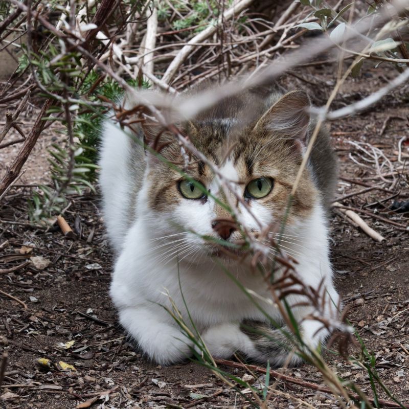 Chat corse se cachant dans le maquis (qu'il croit) ...