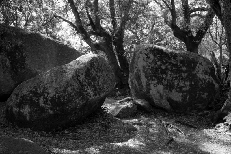 Site de Cauria
