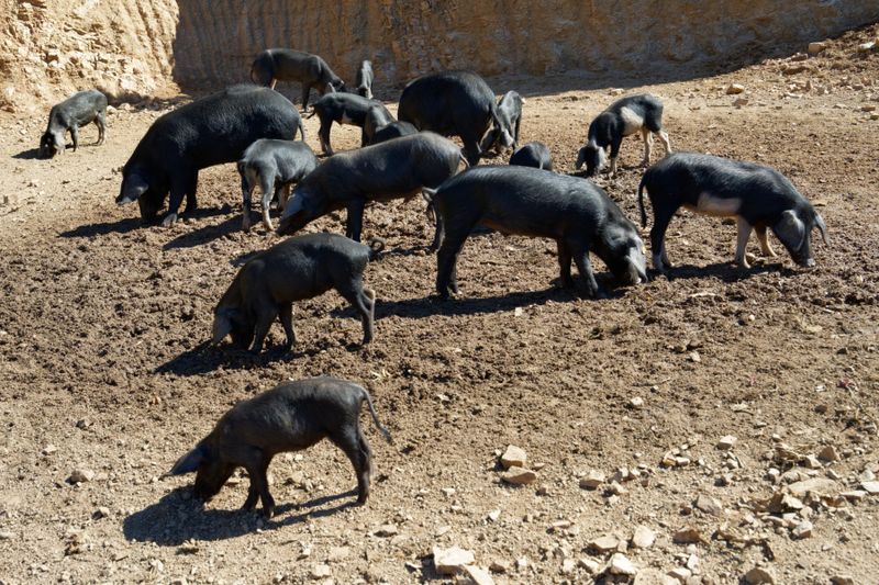 Cochons Nustrale
