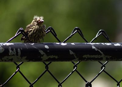 DSC_2082.JPG