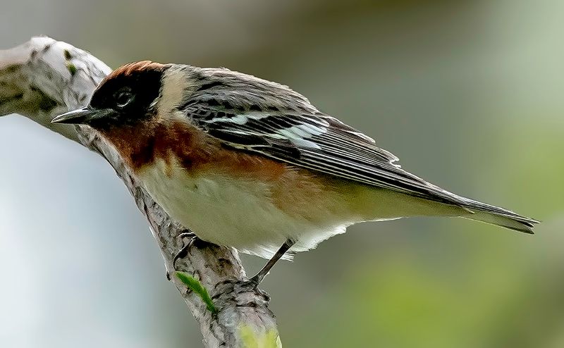 Bay-breasted Warbler, Magee Marsh, Ohio