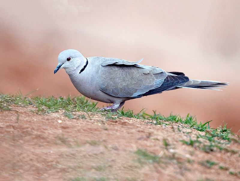 Black-collared Dove