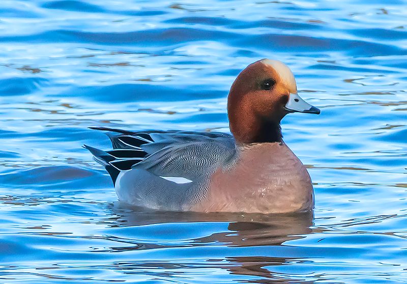 Eurasian Widgeon, Green Valley Park, Payson, AZ