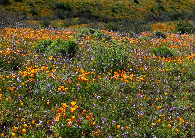 Blue Dicks, Fiddlenecks and Mexican Gold Poppies, Peridot Mesa, AZ