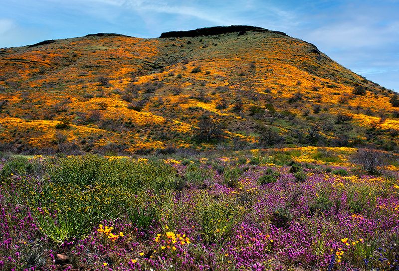 Peridot Mesa covered with Mexican Gold Poppies, Owls Clover, and Fiddlenecks,  San Carlos Apache Reservation, AZ