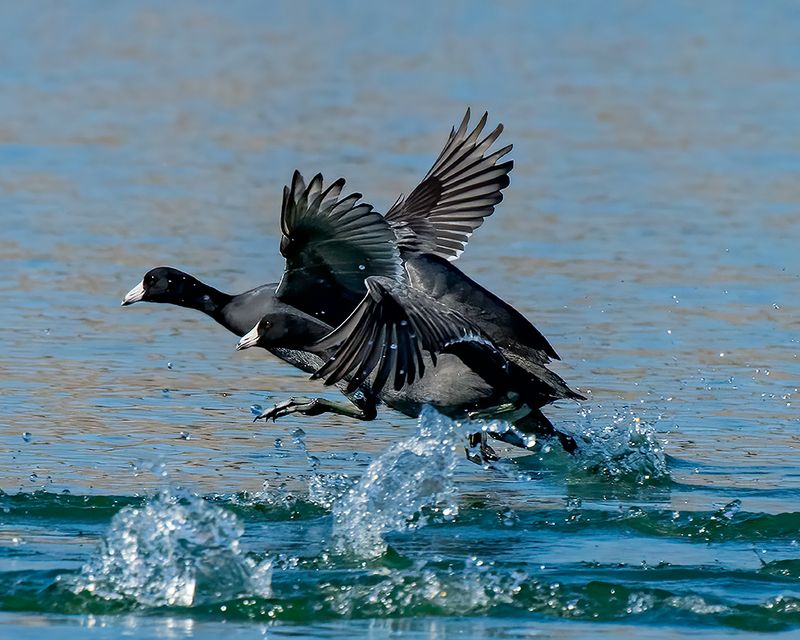American Coots running, Lake Pleasant Regional Park, AZ
