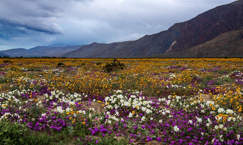 Along Henderson Canyon Road, Anza Borrego Desert State Park, CA