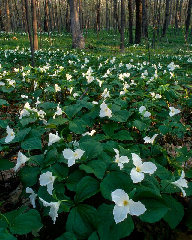 Large Flowered Trillium in Ryerson Forest Preserve, Ill