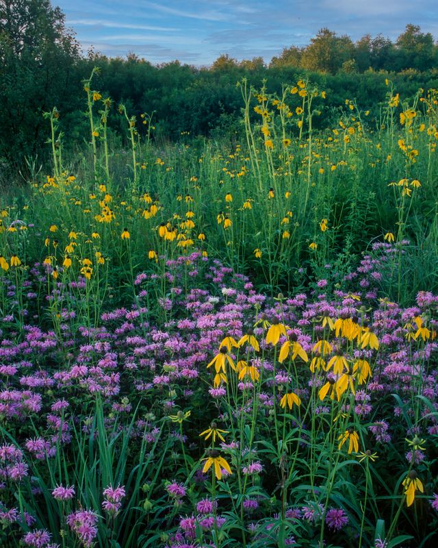 Bergamot, Compass Plant, and Yellow Coneflower, CLC Prairie, IL
