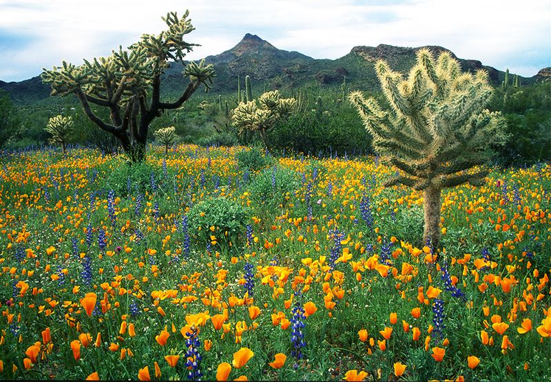  Mexican gold poppies & lupines, Organ Pipe Cactus National Monument, AZ