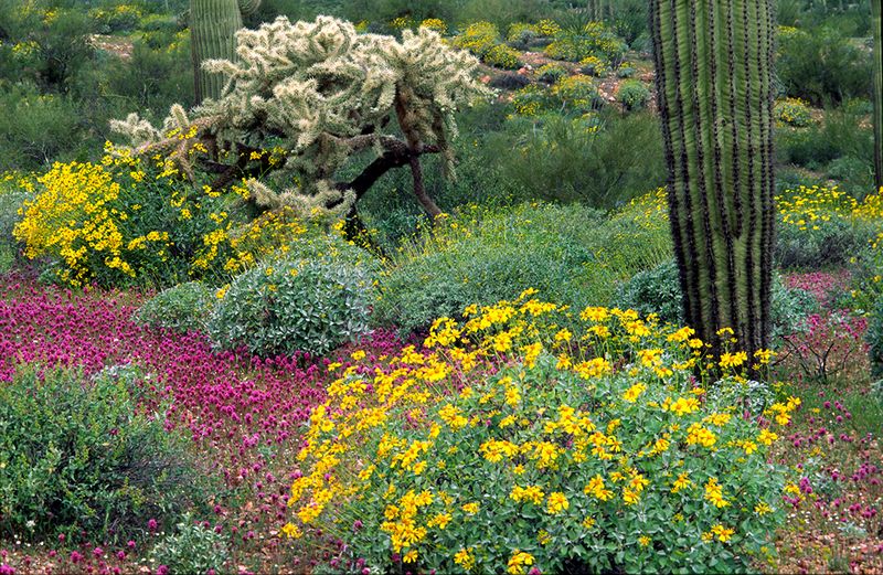Brittle bush, owl clover, chainfruit cholla, and saguaro cactus, Organ Pipe Cactus National Park, AZ