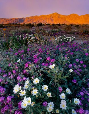  Dune evening primroses and desert sand verbena, Anza Borrego Desert State Park, CA