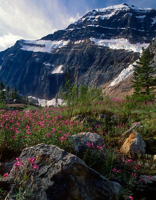 Fireweed and Mount Edtith Cavell, Jasper National Park, Alberta, Canada
