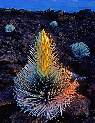 Silversword on aa lava flow at sunrise, Haleakala Crater, Maui, HI