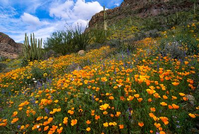 Mexican gold poppies, chia, lupine and chickory, Organ Pipe Cactus National Monument, AZ